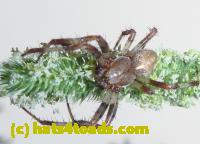 /home//u458753944/public_html/sourcegallery//Insects and small critters/spiders and kin (Arachnida)/P1030205.JPG